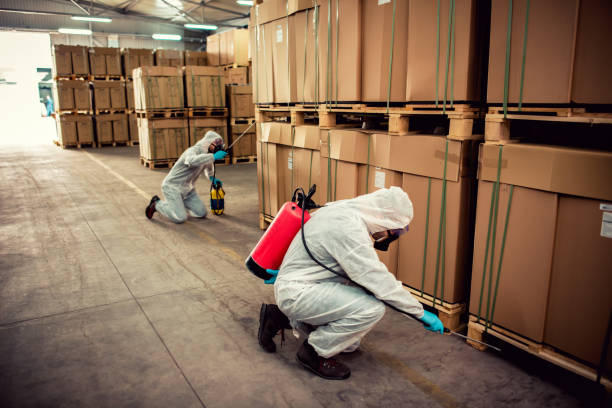 Best Flea Control Services  in Louisiana, MO