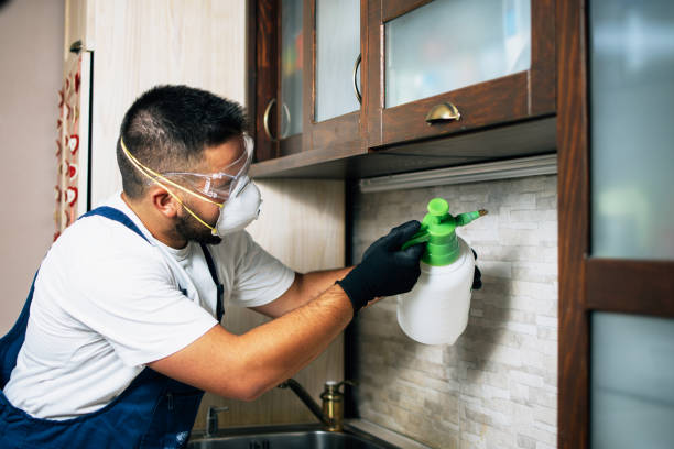 Best Ant Control Services  in Louisiana, MO