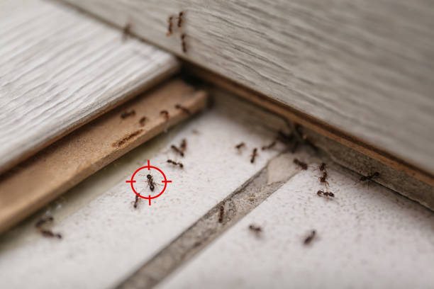 Best Pest Removal Services  in Louisiana, MO