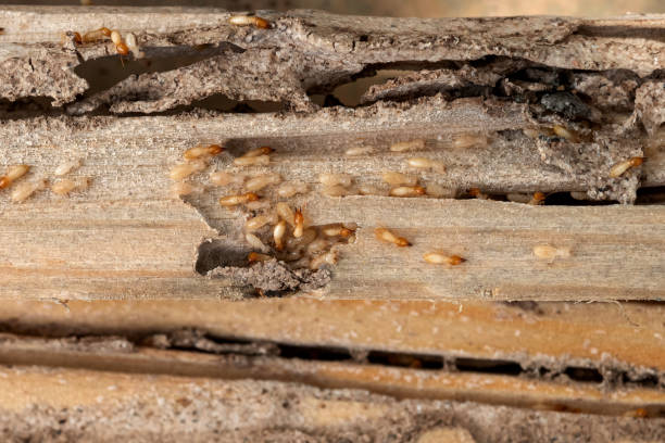 Best Local Pest Control Services  in Louisiana, MO
