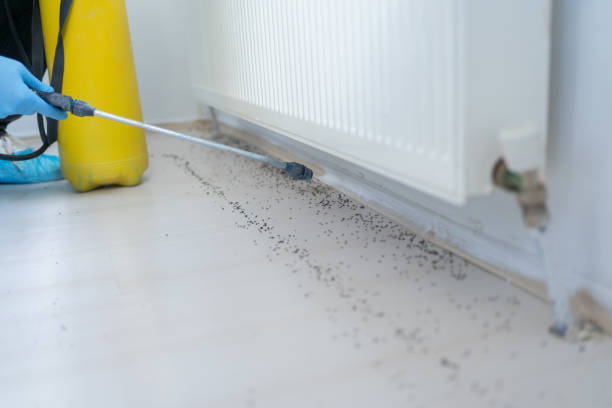 Best Affordable Pest Control Services  in Louisiana, MO