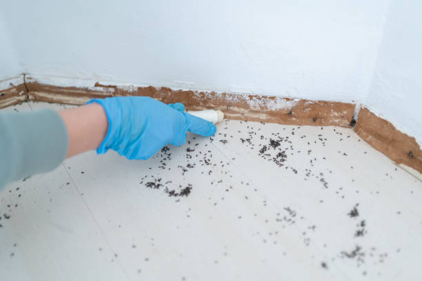 Best Bed Bug Extermination  in Louisiana, MO